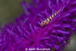 Goby on purple coral by Adam Skrzypczyk 